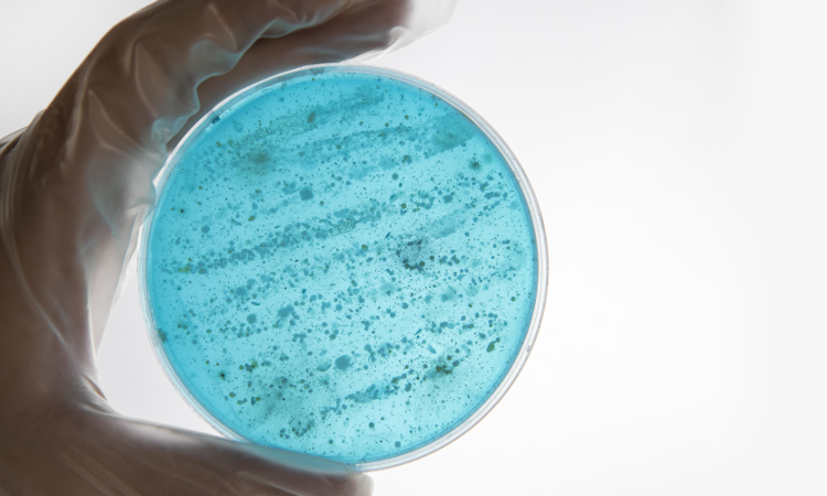 Новое направление работы: оценка антибактериальной и противогрибковой активности веществ различной природы